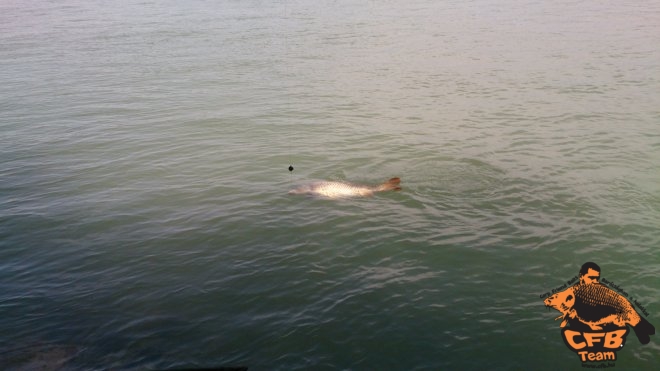 A Duna