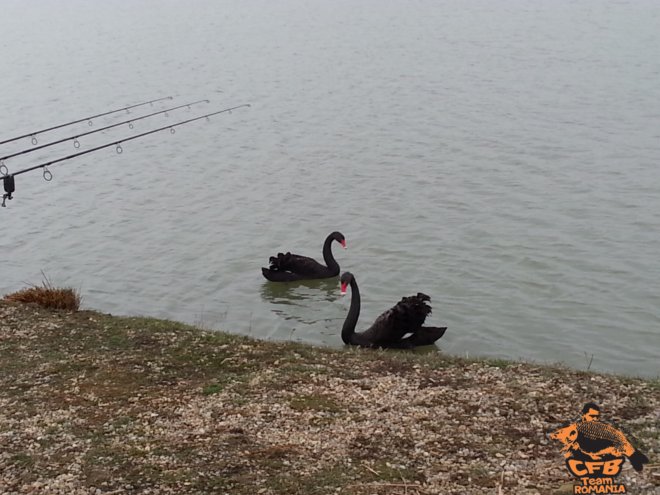 Első bevetés a Carp Friend Baits termékeivel román vizeken