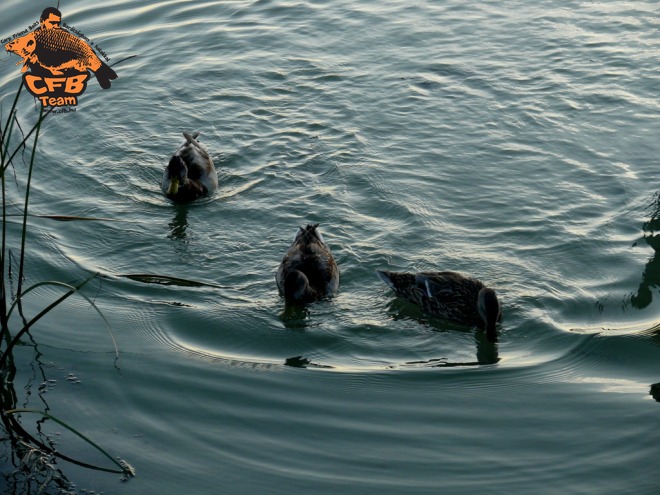 Finomszerelékkel a Balatonon