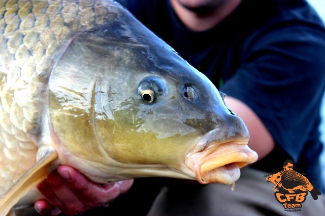 Manapság már csak a „Lac” a menő?