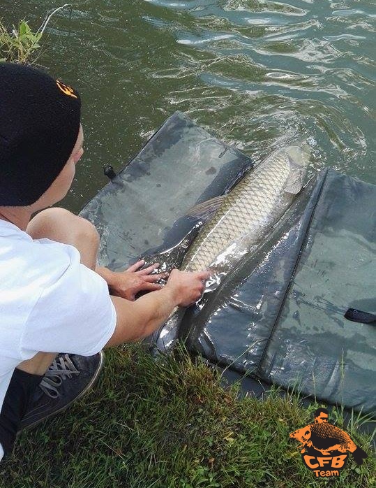 Ha amur, akkor kukorica